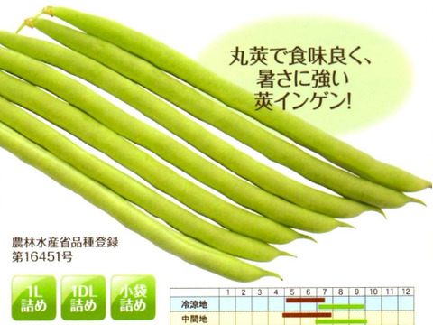 6月発送【冷蔵便】さやインゲン 1.8kg