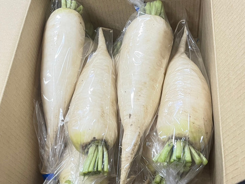【売れ筋】 農薬不使用】火が通りやすい！使い切りミニ大根 約4kg：兵庫 4袋 野菜