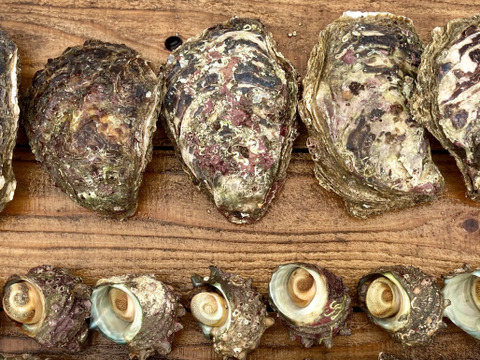 【限定品】天然岩牡蠣（小〜中）8枚 ＋ サザエ（中）15個【バーベキューにも◎】