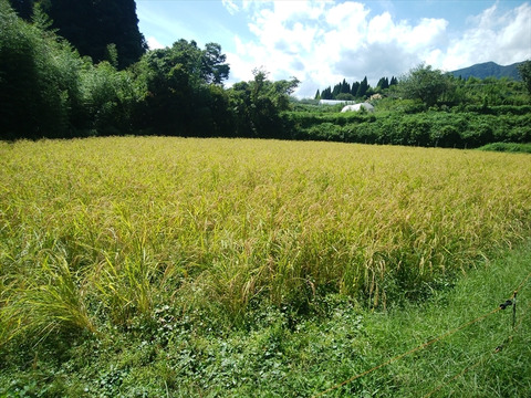 R6自然栽培＆天日干し【亀の尾・玄米20kg】農薬肥料除草剤：栽培期間中不使用 R6自然栽培＆天日干し【亀の尾・玄米20kg】農薬肥料除草剤：栽培
