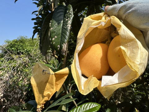 選果落ち【露地びわ】1,800g加工向き