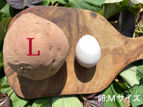 【期間限定】種子島産 新じゃが(ML2L)＆熟成安納芋(Lサイズ) セット ｜1箱2kg(箱別)