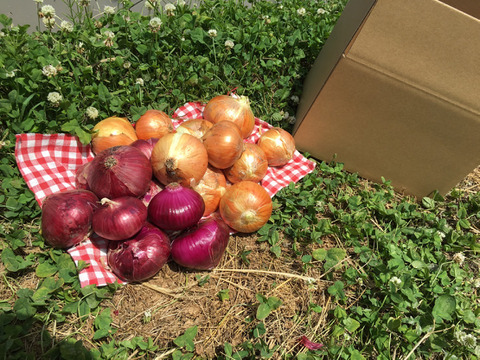 【古都奈良の農薬不使用野菜】赤玉ねぎ・新玉ねぎの2種計5キロセット!