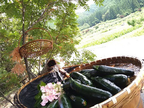 高山で育ったズッキーニ10本セット 長野県産 食べチョク 農家 漁師の産直ネット通販 旬の食材を生産者直送