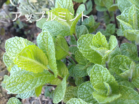 【セット商品Ｂ】ハーブセット🌿ハーブ5種のセット🌿ローリエ 🌿ローズマリー🌿オリーブの葉🌿ペパーミント🌿アップルミント🌿☆自然栽培