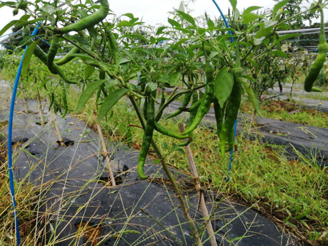 南部大長とうがらし（大辛）200g