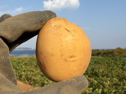 デジマ｜冬の旨みが濃い新じゃが ホクホク皮ごと食べられる島じゃがいも ３kg