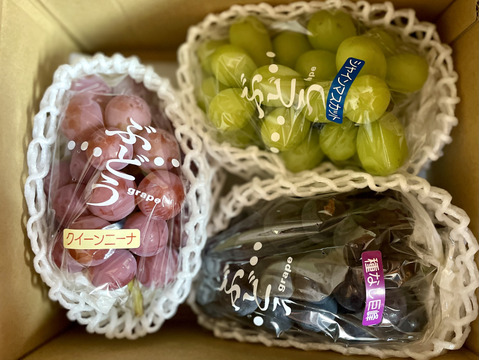 ぶどう3色食べ比べ🍇緑・黒・赤の豪華セット