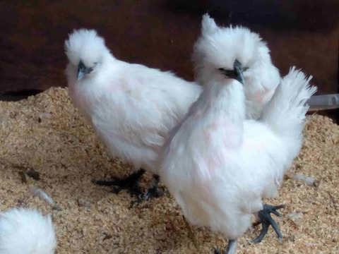 【食べ比べ】烏骨鶏卵（6個）と赤玉卵（10個）NANTAIファーム2種の産みたて卵セット
