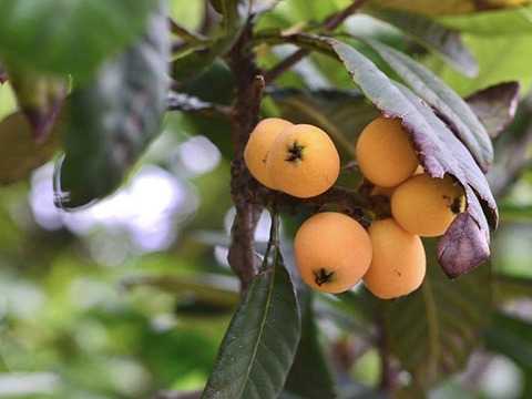 【樹上完熟】南国土佐 完熟びわ Mサイズ１１玉 農薬不使用 自然栽培 四万十産