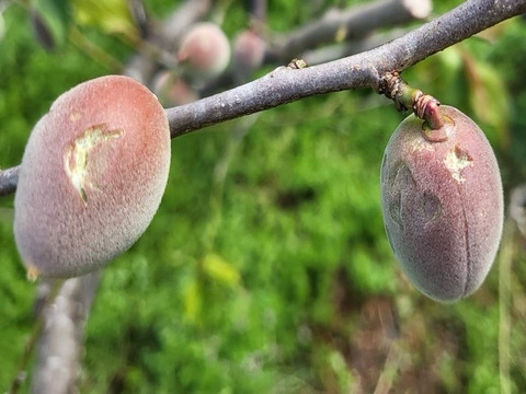 【1口5000円】令和7年 雹（ひょう）被害 生産者応援チケット