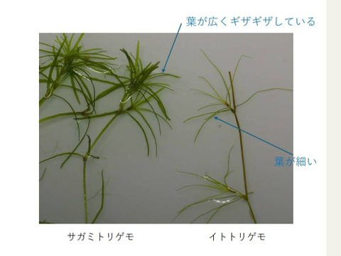 一等米【自然栽培】コシヒカリ【玄米５ｋｇ】熊谷の太陽🌞自然が育てたお米🌱栽培期間中農薬不使用・化学肥料不使用・除草剤・動物性堆肥不使用✨食べチョクAW2023米・穀類🥇１位受賞【福袋】令和7年産