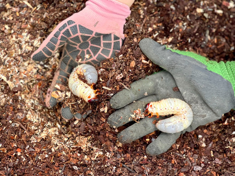 【受注収穫】掘りたて新生姜５ｋｇ 農薬不使用 自然栽培 四万十産