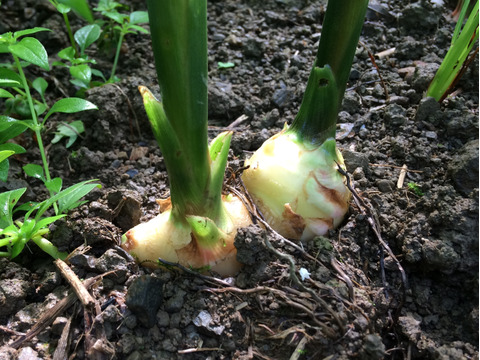 【26年度・家庭菜園向け！】高知県産・自然栽培　種生姜　500g