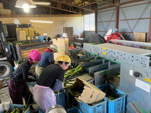 【予約必須】北海道産 たった2回のみの収穫！！メロンより甘い⁉糖度17度のトウモロコシ！10本入り！3・4人家族用