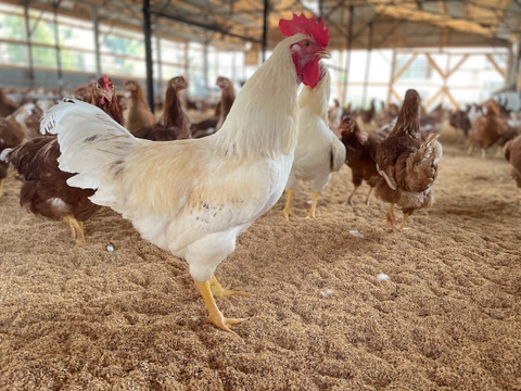 【春の贈り物】Ａセット：薄羽養鶏場のたまごの詰め合わせ