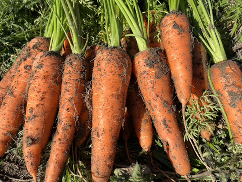 人参嫌いでも食べれる甘さ！自然栽培人参