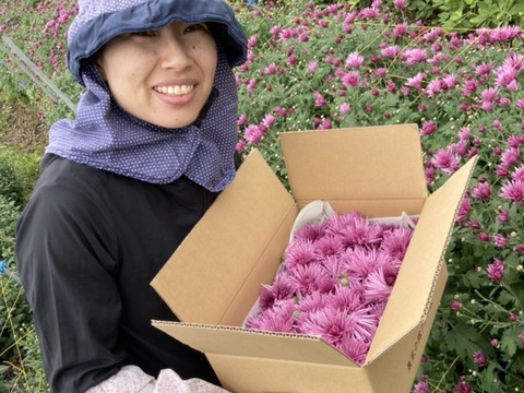 食用菊『かきのもと』☆食べれるお花☆秋にしか味わえないシャキシャキ食感！どうぞお楽しみくださ〜い♪( ´▽｀)   【1Kg】