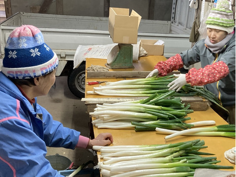 【予約販売】《訳あり》長ネギ好きさ〜ん❣️不揃いだけど食べてみて〜やわ肌ネギ【3.5kg】