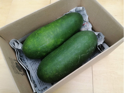 冬瓜 (トウガン)２個入り【完熟・食べごろ】