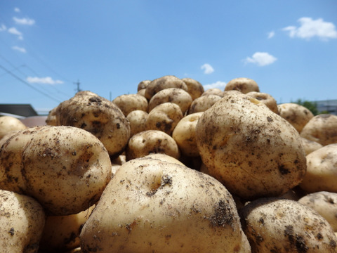 【牛すじ肉とセット商品もあります】　兵庫県香美町産新じゃが！　《きたあかり　箱入2kg》