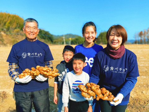 【収穫したての新生姜】 熊本のとれたて新しょうが1.5kg。とれたて・露地栽培の新生姜（1.5kg）を発送します。和食・鍋にいかがですか？