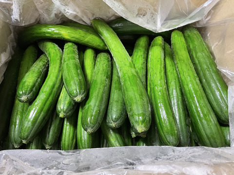 旬野菜【訳ありでお安く】採れたてを発送！規格外訳ありきゅうり(曲がり、大きい傷ありきゅうり)10kg
