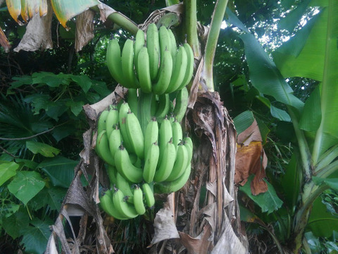 台湾バナナ　（仙人蕉）1.5kg