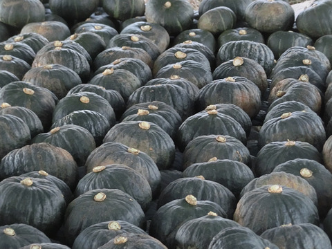 栗のような味わいの南瓜 九重栗　1０ｋｇ箱(4～7玉入）【北海道富良野産】JAS有機栽培認証取得