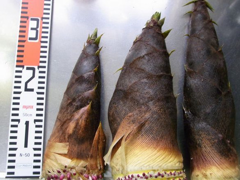 【最短発送】兵庫産朝掘りたけのこ2.6kg