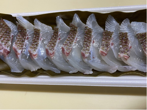 【瀬戸内海しまなみ産真鯛】　鯛の昆布締め刺身＆切り身用短冊セット