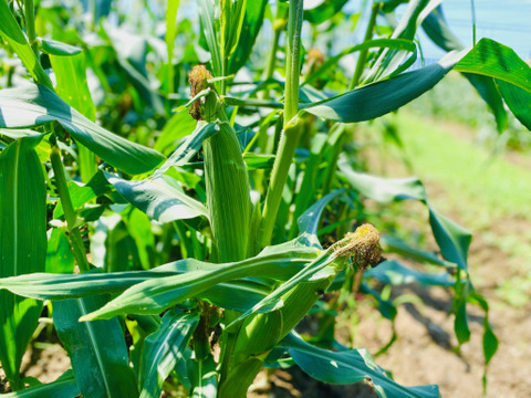 あま〜い朝採りとうもろこし　１２本