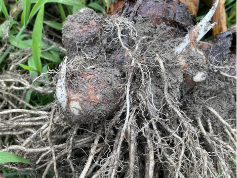 楽天市場】20kg 種芋 土垂 里芋 千葉産 Mサイズ どだれ 種いも