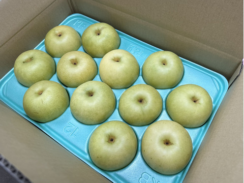 令和8年9月発送【予約】梨　二十世紀　良品　約5kg ‼️長野県産