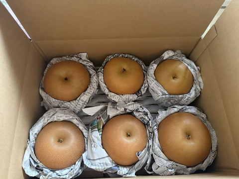 新高梨 にっこり梨 食べ比べセット 栃木産　3キロ(5-6個)