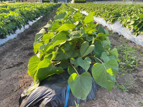 Lサイズ紅はるか（5kg）熟成１ヵ月超え！(茨城県産)(サツマイモ)(土付き)