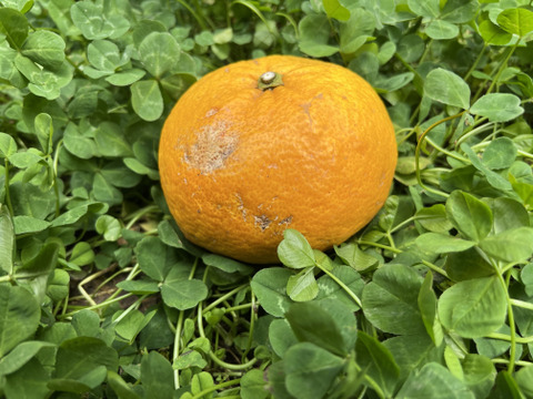 【栽培期間中農薬不使用】見た目悪い訳あり甘夏2kg