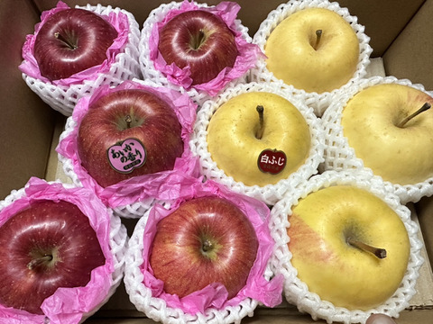 パリッと！ジャワッと！食べくらべる箱「白ふじ」×「あいかの香り」約3kg箱　8〜10玉