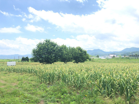 【今だけの大特価セール！】約４キロ！  青森県産にんにく 最高級品種 ホワイト６片 新鮮！土付き玉にんにく