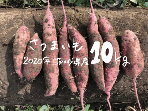 【茨城県産】とろ甘ねっとり系さつまいも 紅はるか(S~2Sサイズ)10kg