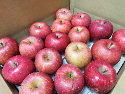 サンふじ　弘前 岩木山麓収穫　糖度保証　家庭用サンふじ　10ｋg