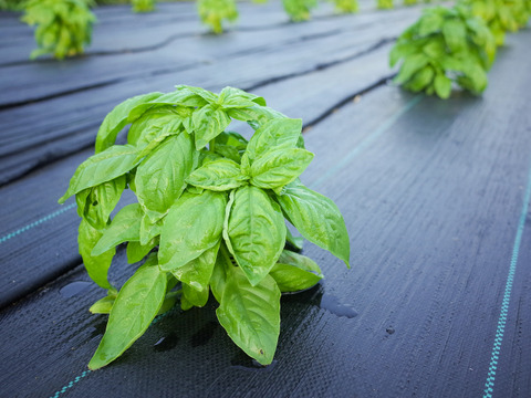 採れたて！新鮮バジル 500g 【農薬化学肥料不使用】