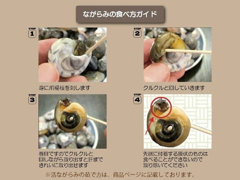 【獲れ次第発送】天然活 ながらみ(小サイズ)ダンベイキサゴ