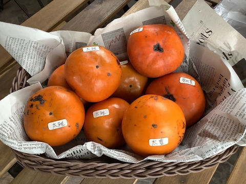 【希少3品種　柿食べ比べセット訳ありお値打ち1.2㎏】愛秋豊・太雅・太豊(栽培期間中　農薬不使用)