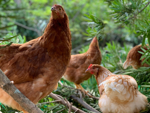 《自由な放牧と生菌・酵素で最高の質》平飼い放牧卵(24個)(純国産鶏) 【数量限定】