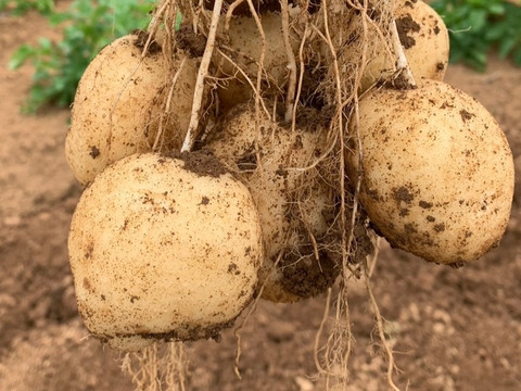 今シーズンラスト在庫！《規格外》品種：普賢丸（ふげんまる）５KG  五島列島産 自然農業での栽培