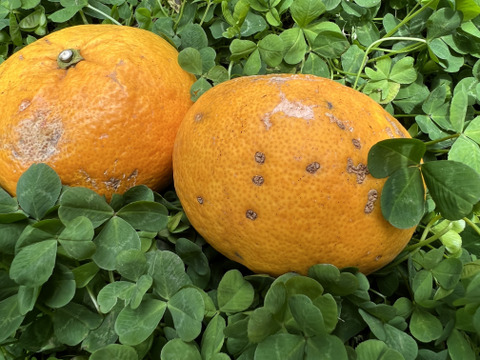 【栽培期間中農薬不使用】見た目悪い訳あり甘夏2kg