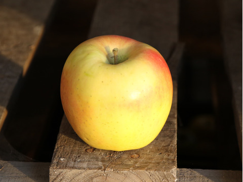 【訳あり/小玉】ぐんま名月&金星 甘い希少りんご詰め合わせ 4.5kg (16〜28個)