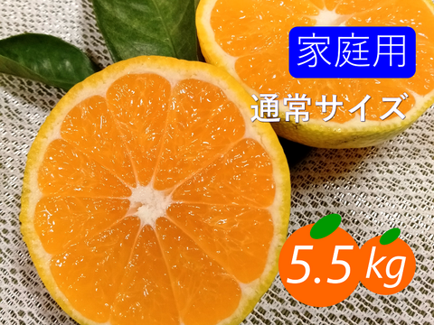 【家庭用】極早生みかん5.5kg(通常サイズ) 採れたて新鮮！甘酸っぱい青みかん♡