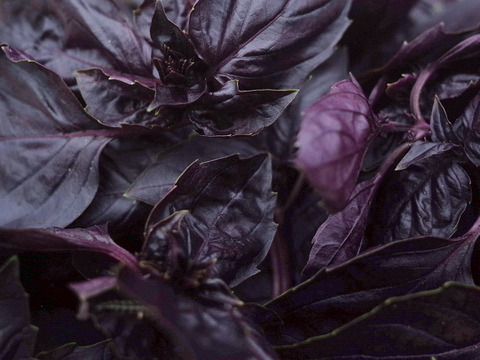 採れたて！新鮮ダークオパールバジル 300g 【農薬化学肥料不使用】